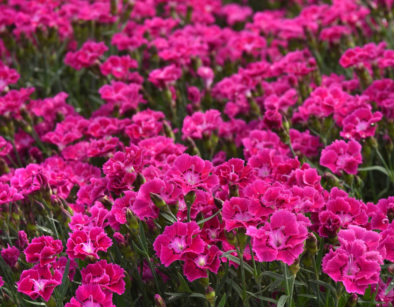 24 Perennial Flowers That Will Bloom For Years