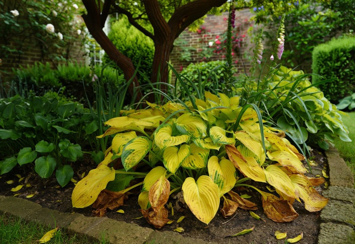 24 Perennial Flowers That Will Bloom For Years