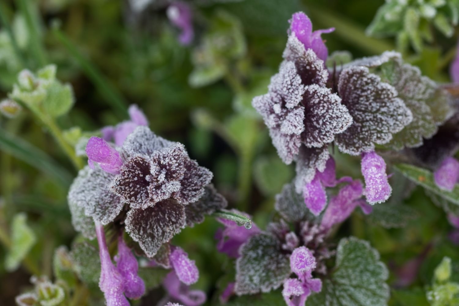Dead-nettle: the herbaceous plant in detail - Plantura