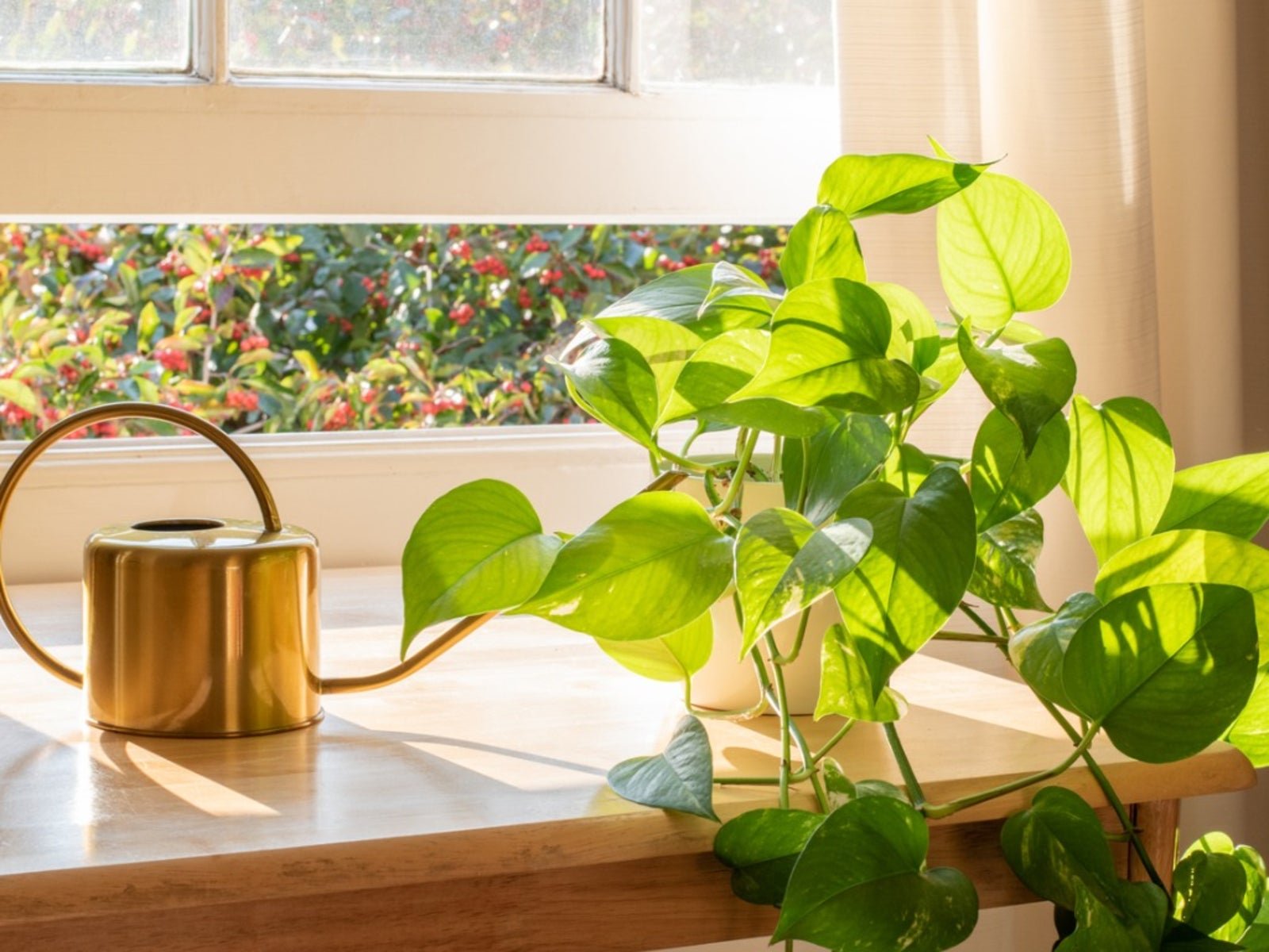 Pothos And Light: Learn About Pothos Lighting Requirements | Gardening Know  How
