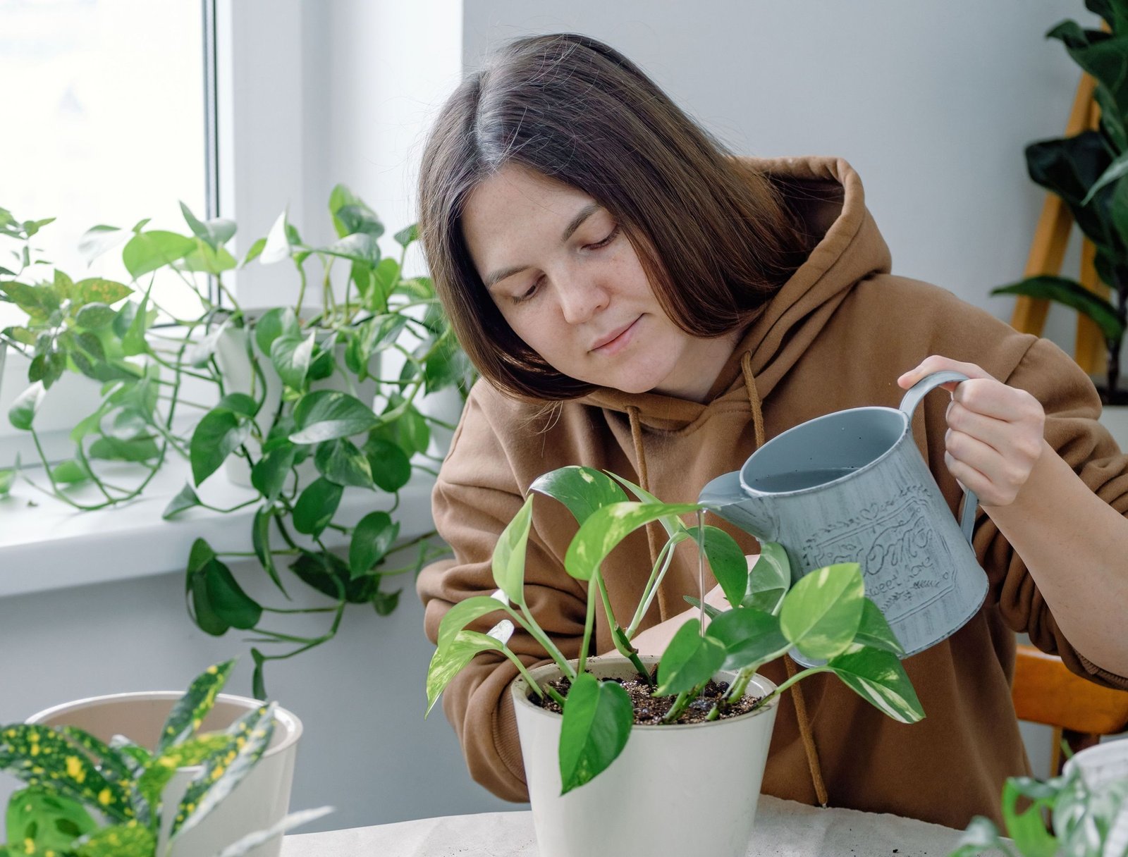 Fertilizing Your Pothos Plant: What You Need to Know