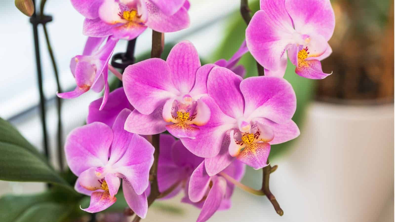 9 Best Orchid Colors with Varieties You’d Love Growing