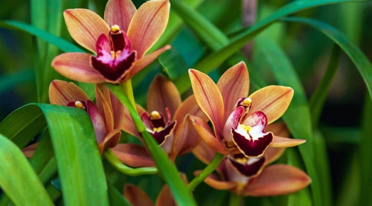 Types of Orchids: 47 Different Orchid Varieties With Names and Pictures