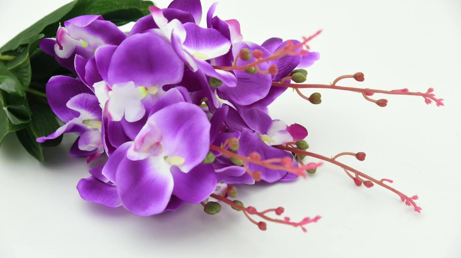 9 Best Orchid Colors with Varieties You’d Love Growing