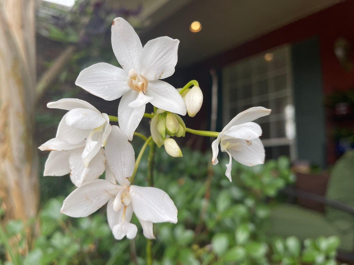 1 White Spathoglottis Plicata/GROUND ORCHID/Chinese Butterfly Large Bulb