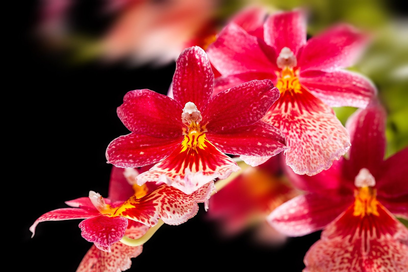 Orchid Types Explained | BBC Gardeners World Magazine