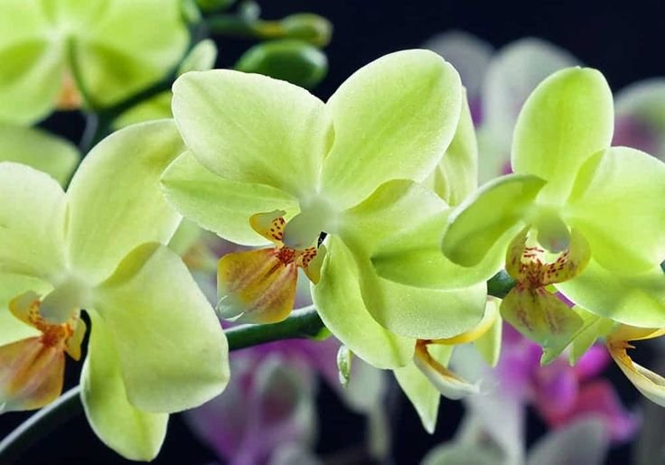 Green Orchids
