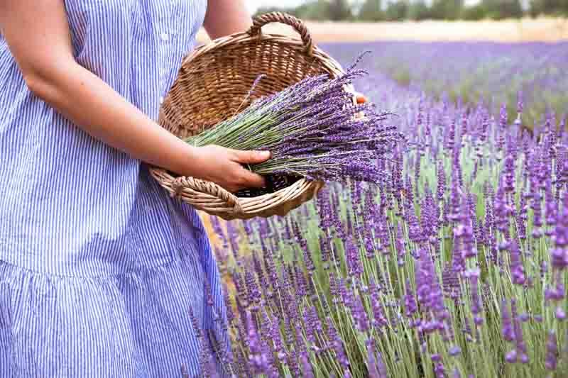 Lavender: How to Grow and Care for Your Plant Year-Round