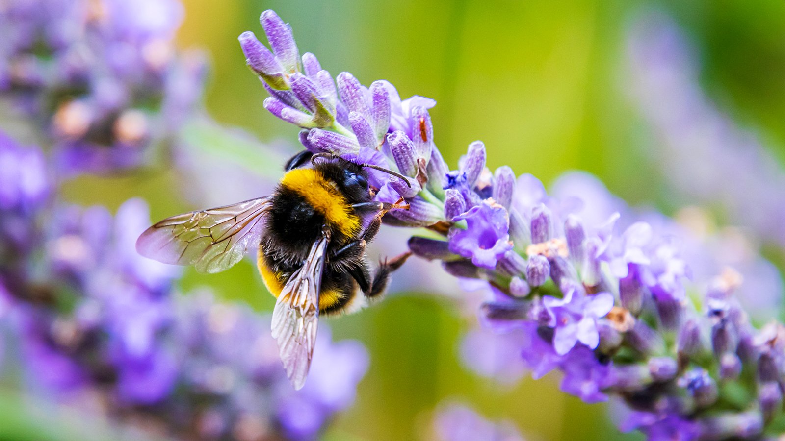 7 Plants That Bring In The Bees – But Keep Wasps Away | Gardening Know How
