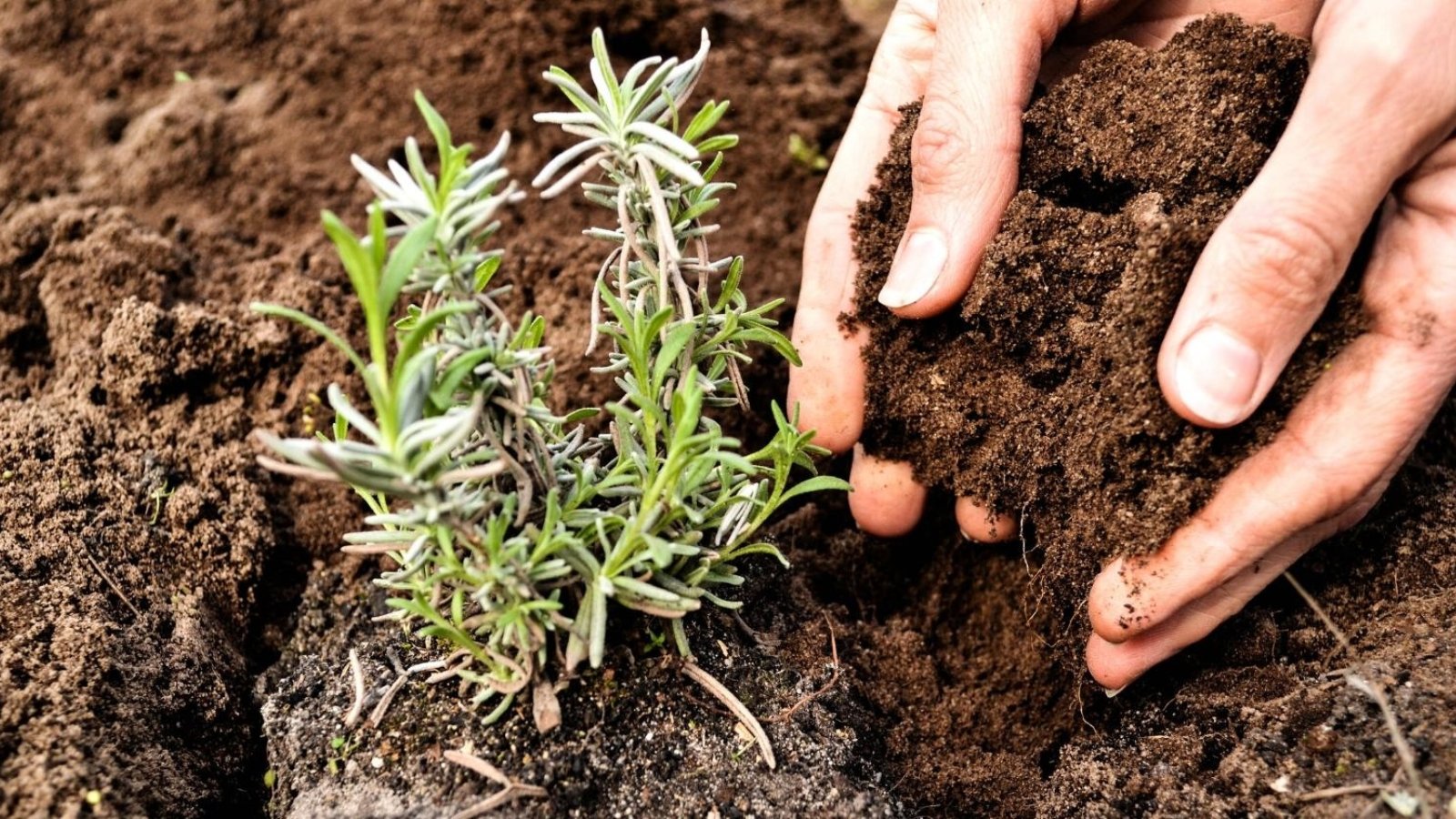 21 Tips For Growing a Perfect Lavender Garden
