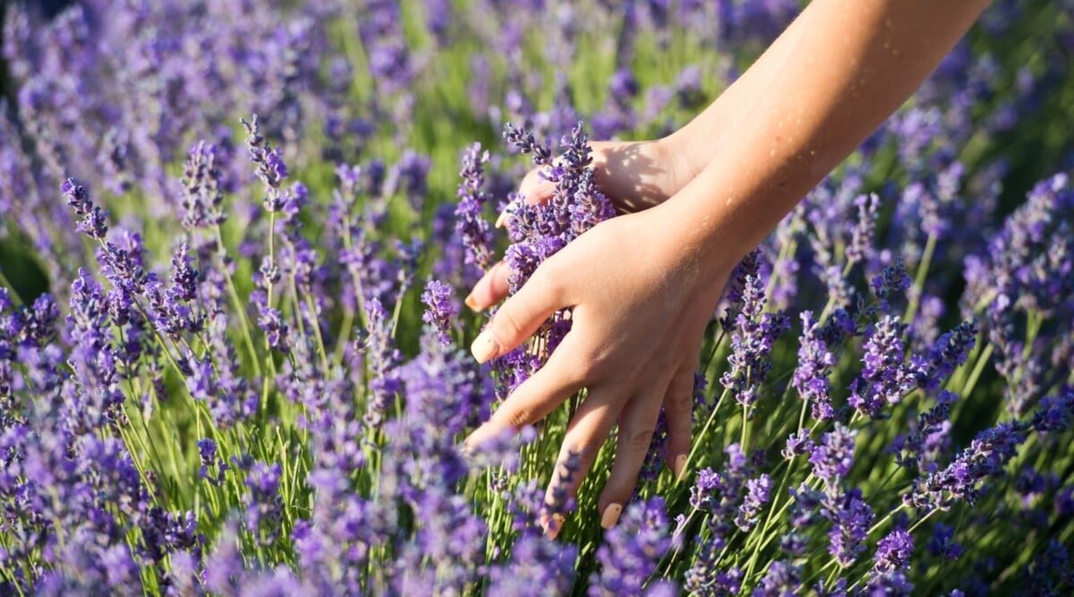 11 Tips For Growing Incredible Lavender This Season