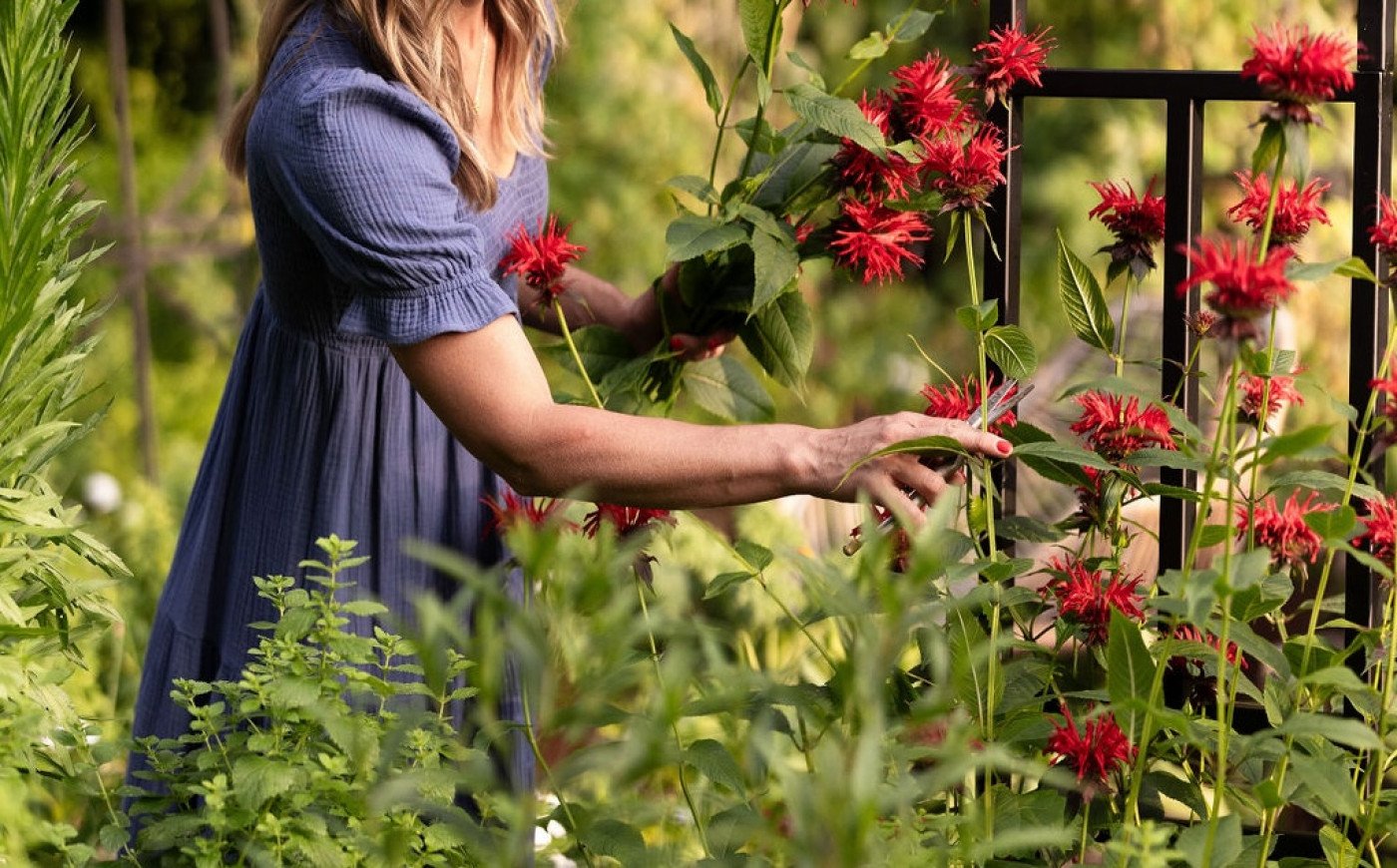 Guide to Planting and Growing Bee Balm • Gardenary