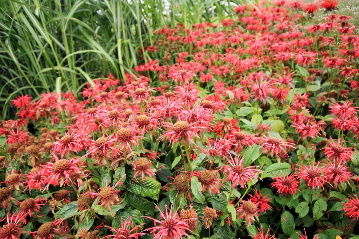 Is Bee Balm Invasive? Learn How to Control Monarda