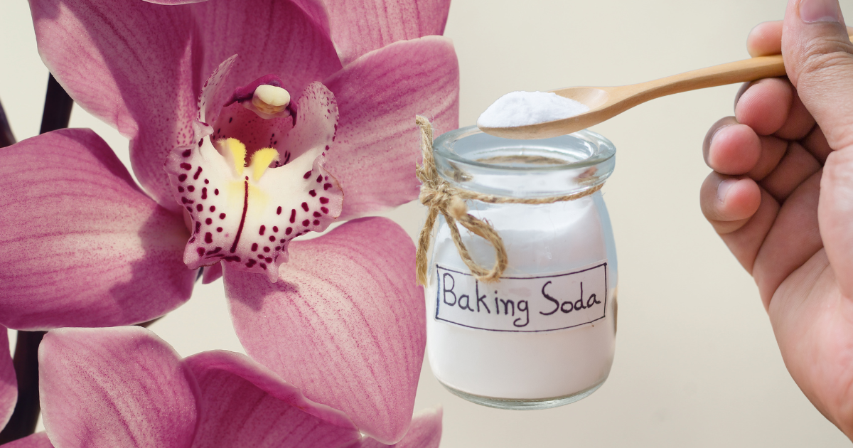Transform Your Orchids with This Simple Kitchen Ingredient: Discover the  Magic of Baking Soda!