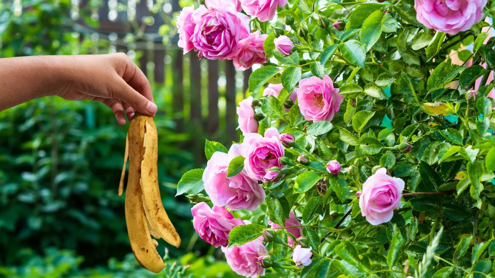 Should You Use Banana Peels to Fertilize Roses?