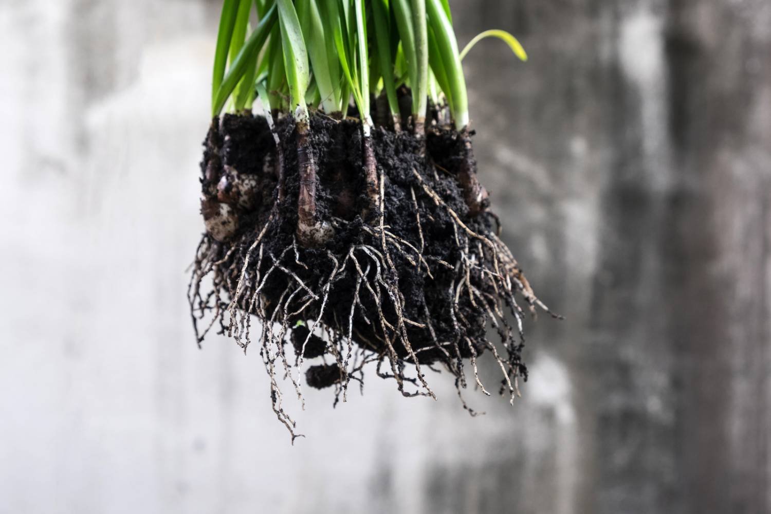 Hydrogen Peroxide for Plant Roots: What Are the Benefits? – Humboldts  Secret Supplies
