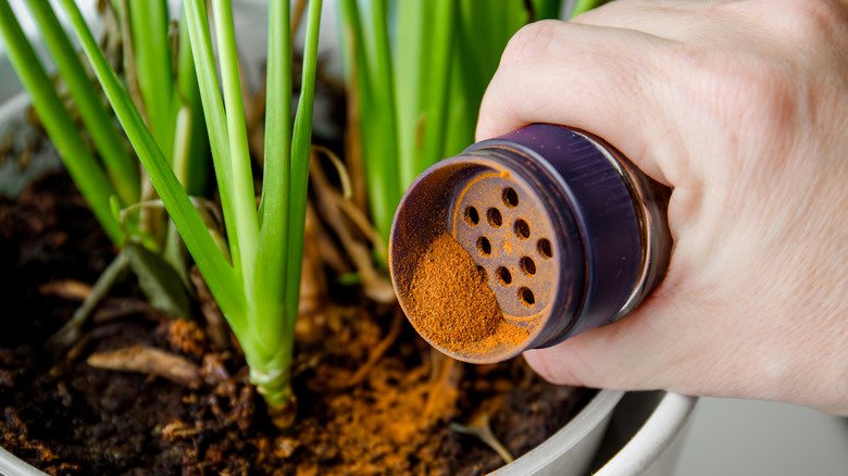 Will Sprinkling Cinnamon Really Eliminate Ants  Improve Lawn Health?  Here's The Deal