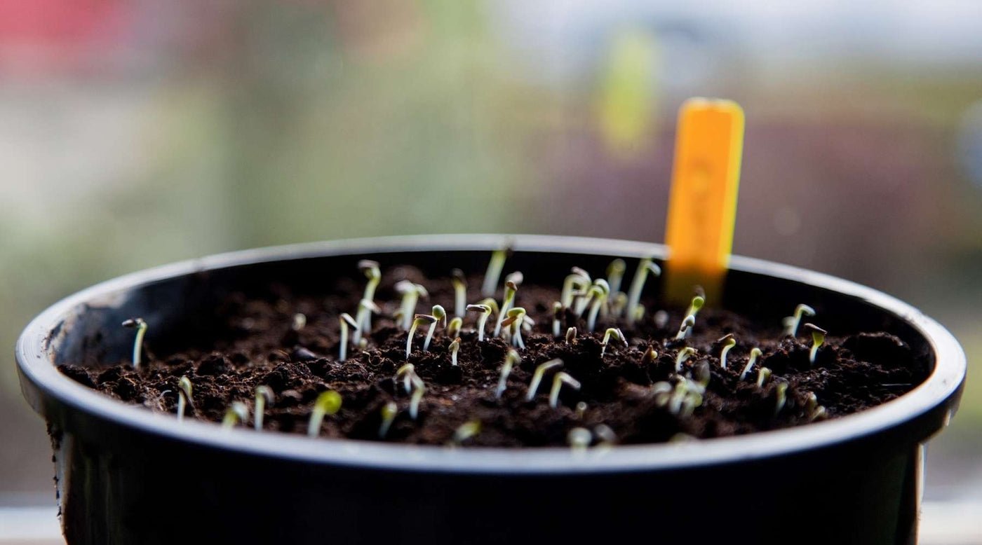 What Is Seed Booster and Clone Concentrate and How Do I Use It? – Covington  Naturals