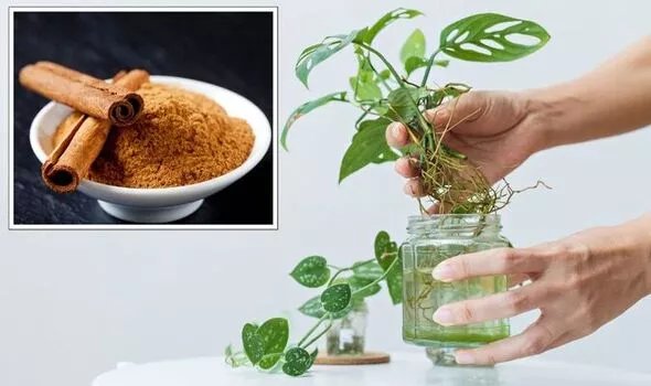 Houseplants: The cinnamon hack to stimulate root growth for 'every' plant  variety | Express.co.uk
