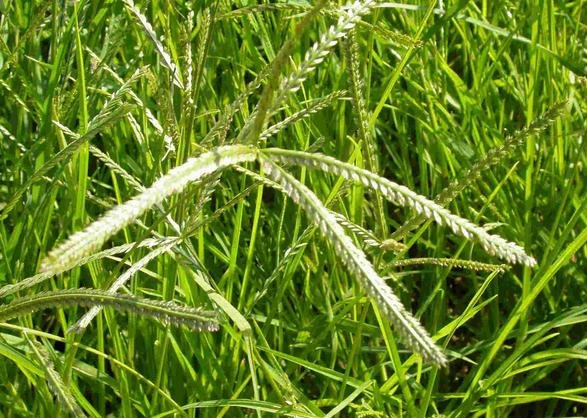 Nehemiah Superfood - Paragis Goose Grass Powder