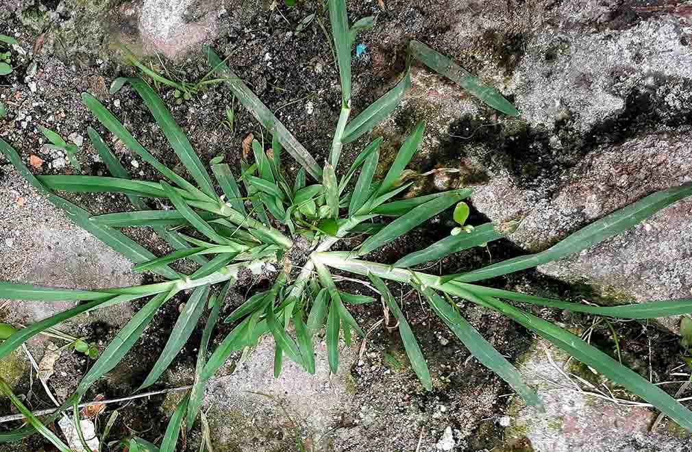 What Is Goosegrass? | Summit Lawns Blog