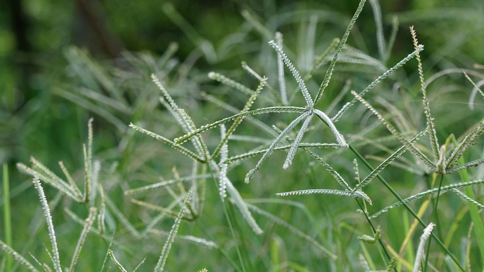 Impacts of goosegrass on soybean crops and the importance of integrated  management - Cultivar Magazine