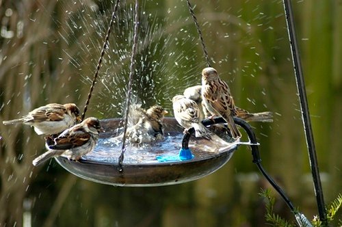 Water: A Guide to the Most Magical Part of Wildlife Gardening - The  National Wildlife Federation Blog