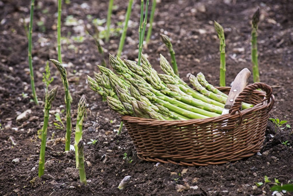 12 Edible Perennials to Plant Once and Harvest Every Year