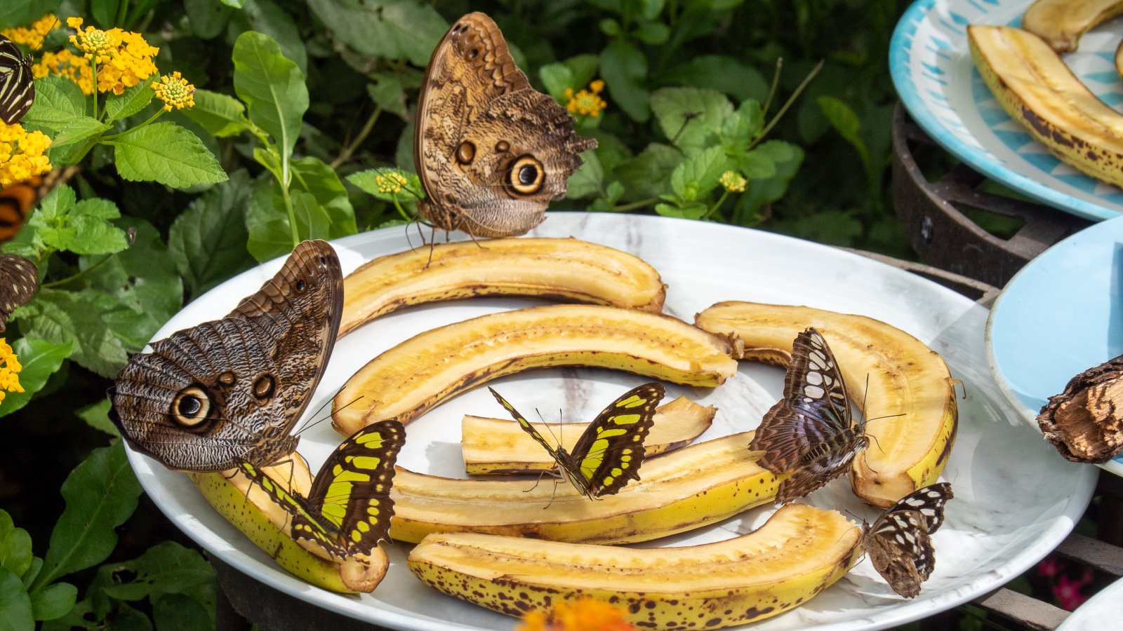3 Brilliant Ways To Use Brown Bananas In The Garden | Gardening Know How