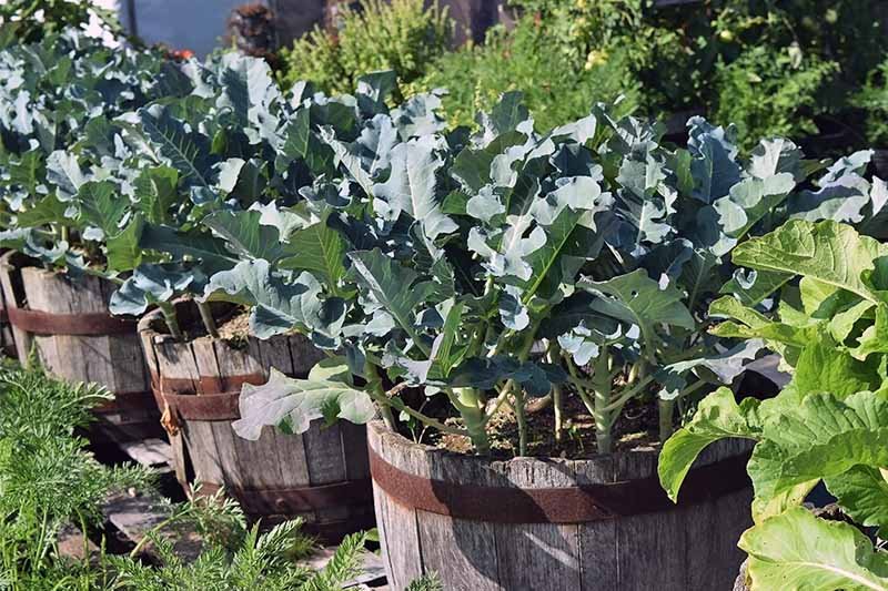 How to Plant and Grow Broccoli | Gardener's Path