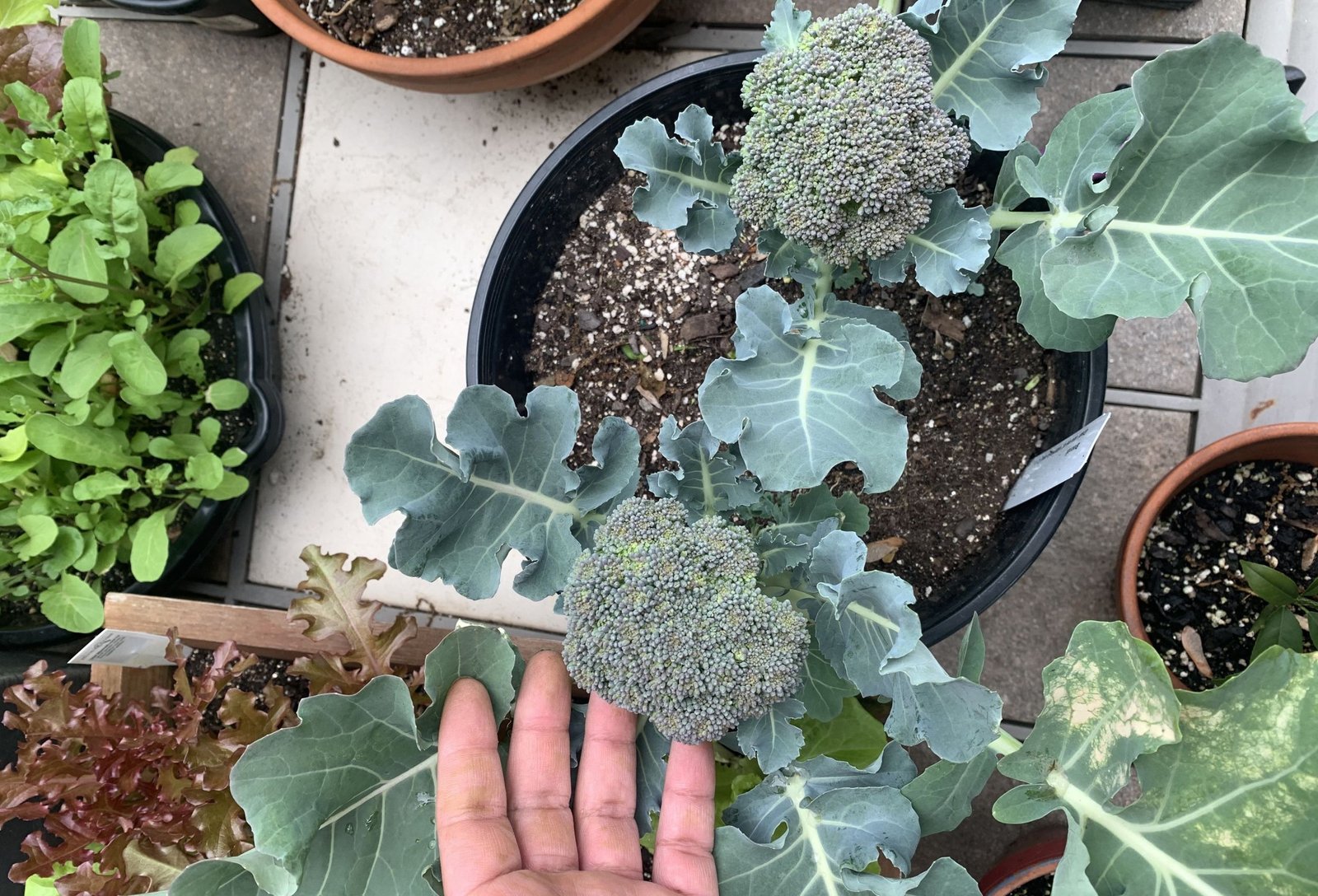 How to Grow Broccoli in Containers
