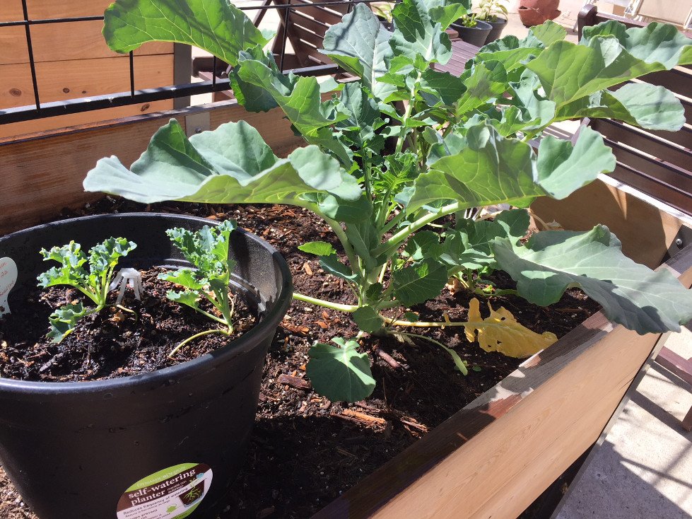 Growing Broccoli in Containers - Those Someday Goals