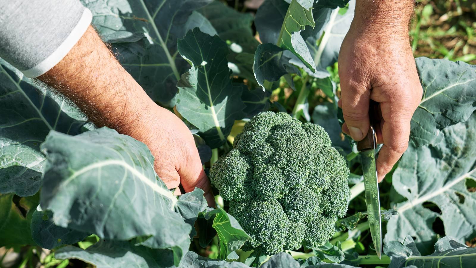 Find Out How To Harvest Broccoli For Tasty, Tender Heads And Stems |  Gardening Know How