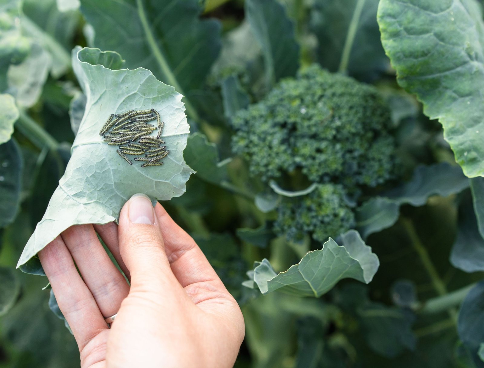 3 Ways to Prevent Bugs From Eating Your Broccoli Plants