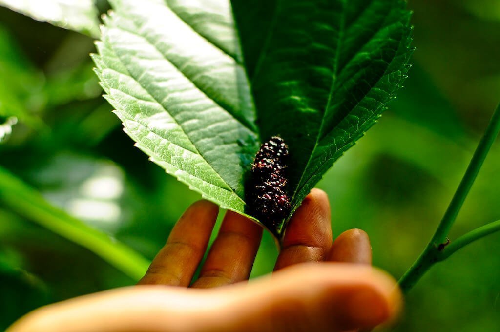 Why You Should Plant a Mulberry Tree (or Three) | WILD ABUNDANCE