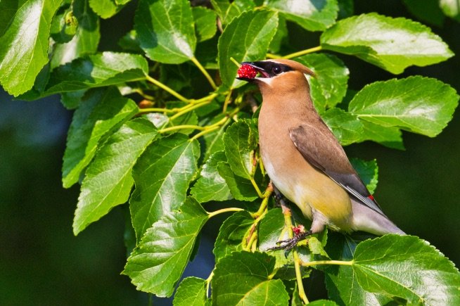 Cedar Waxwings Feeding on Mulberries at Sequoyah Refuge - Steve Creek  Wildlife Photography