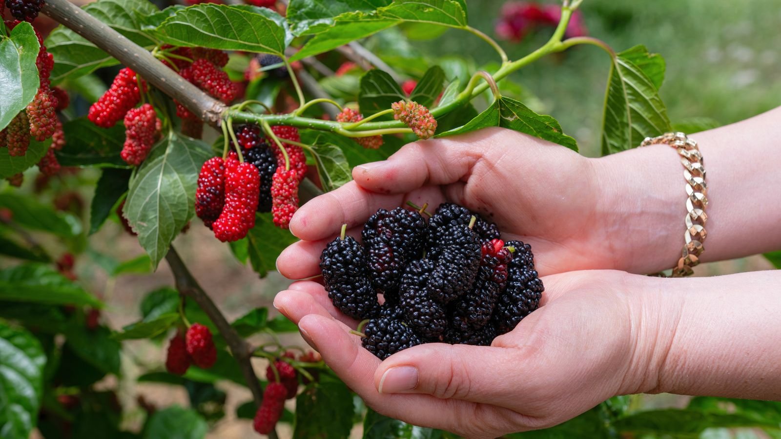 How to Plant, Grow, and Care for a Mulberry Tree