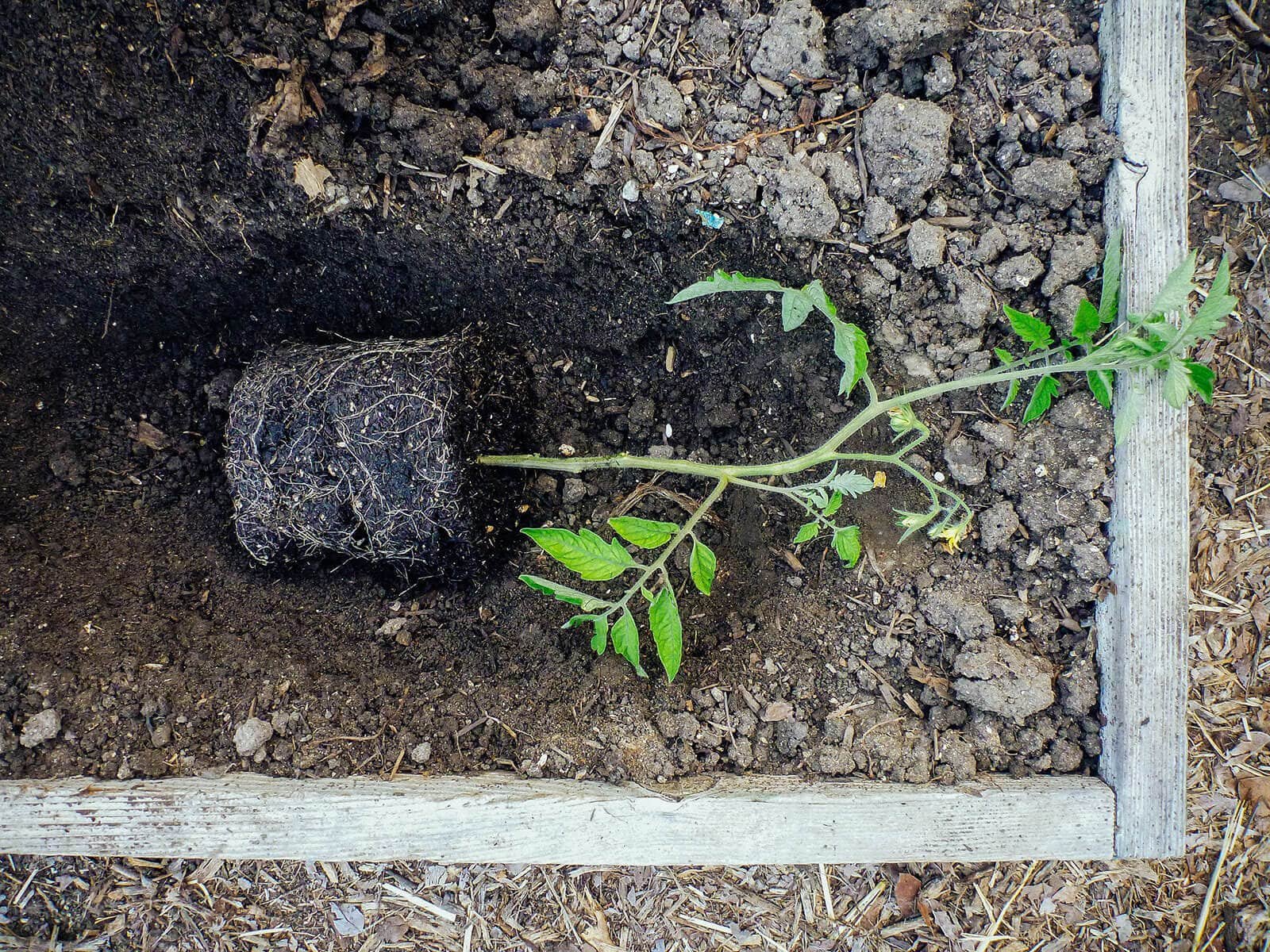 Planting Tomatoes Sideways: How Growing in a Trench Results in Bigger  Healthier Plants – Garden Betty