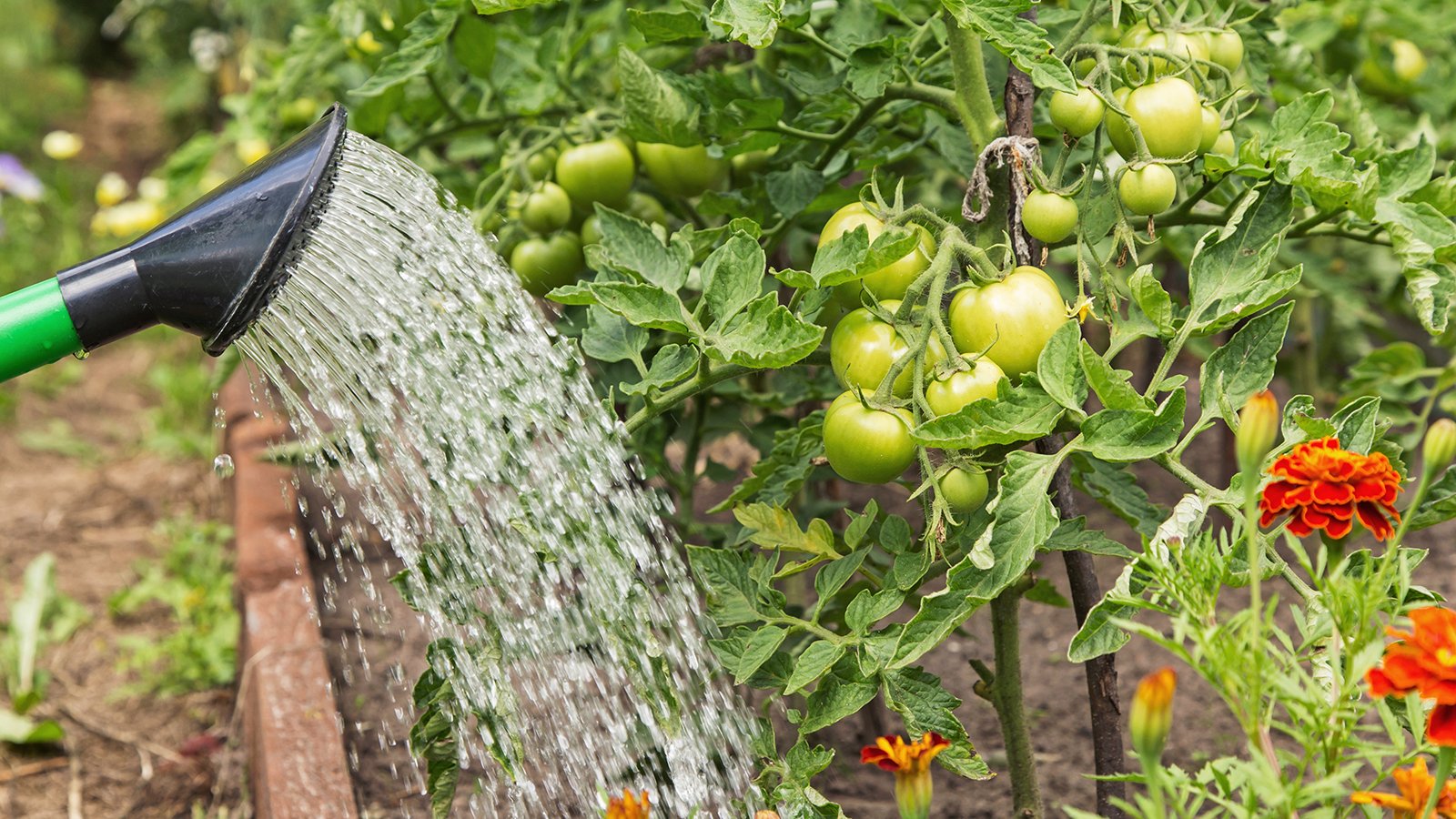 How Often To Water Tomato Plants – And Always Get It Right | Gardening Know  How