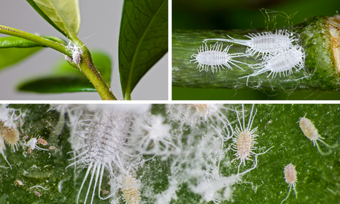 The Ultimate Guide to Mealybug Elimination