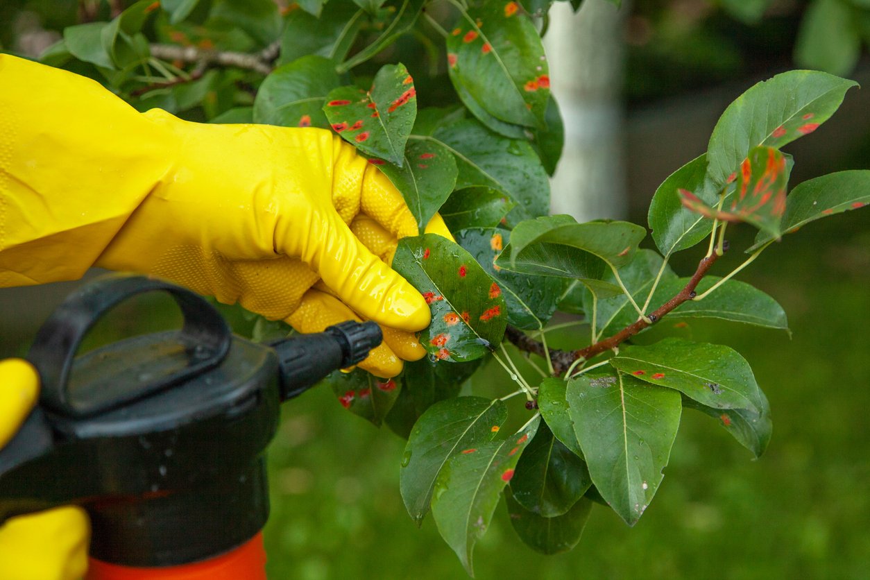 The Best Insecticide for Vegetable Gardens - Bob Vila