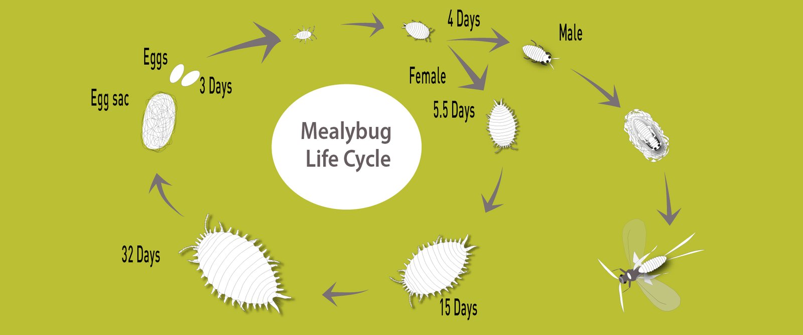 life cycle of mealybugs - BioBee USA