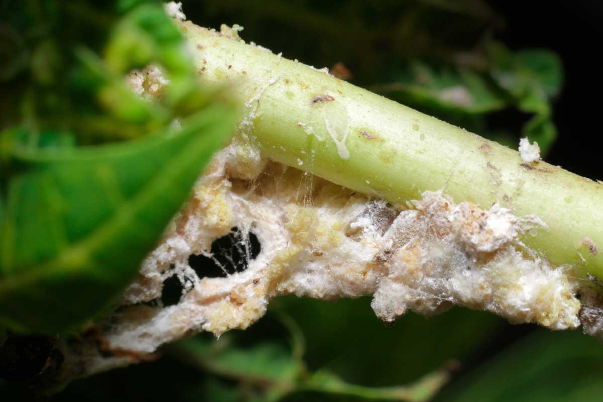 How to Identify and Control Mealybugs | Gardener's Path