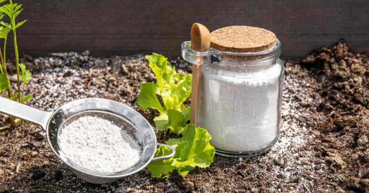 Does Diatomaceous Earth Kill Mealybugs