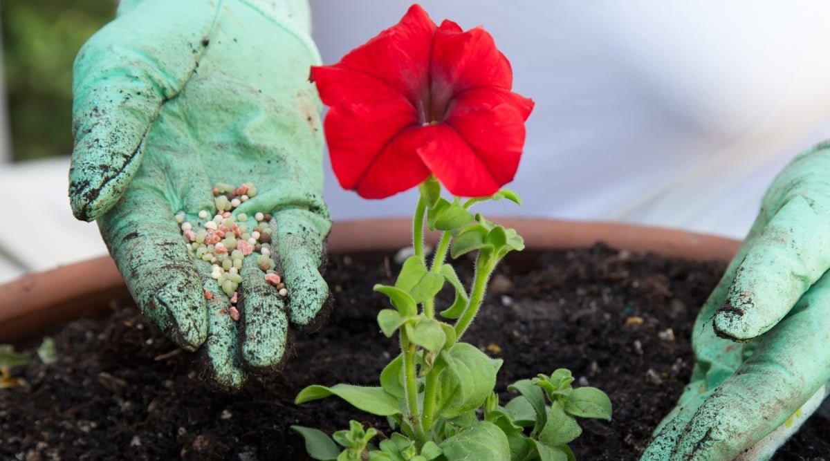 How and Why to Fertilize Your Flower Garden