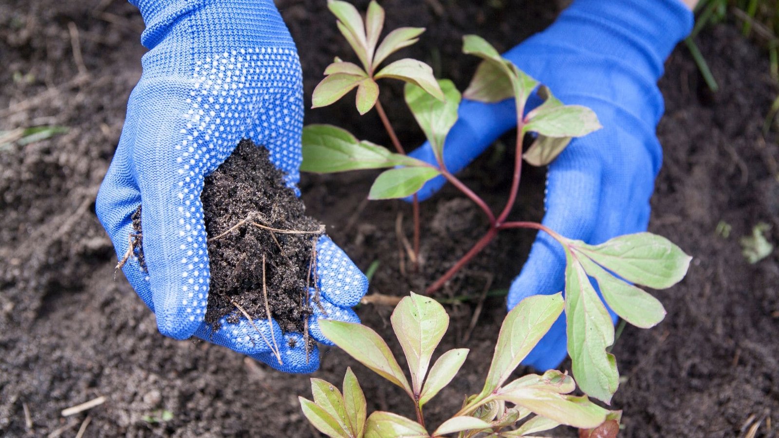 The best place to plant peonies – The Peony Society