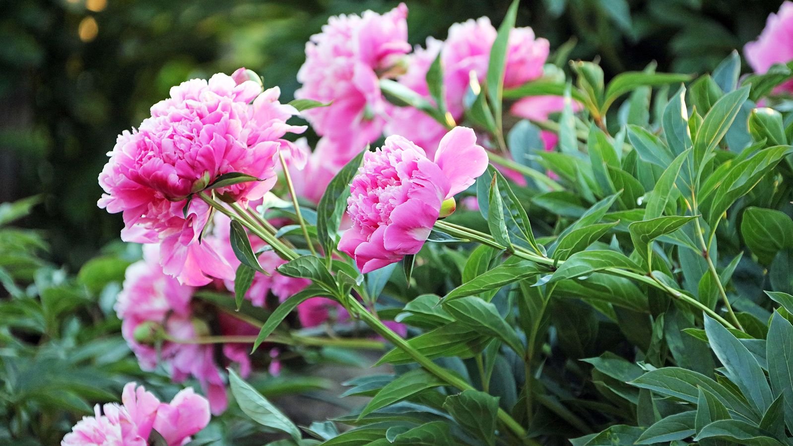 How To Support Peonies: Keep Flowers From Falling Over | Gardening Know How