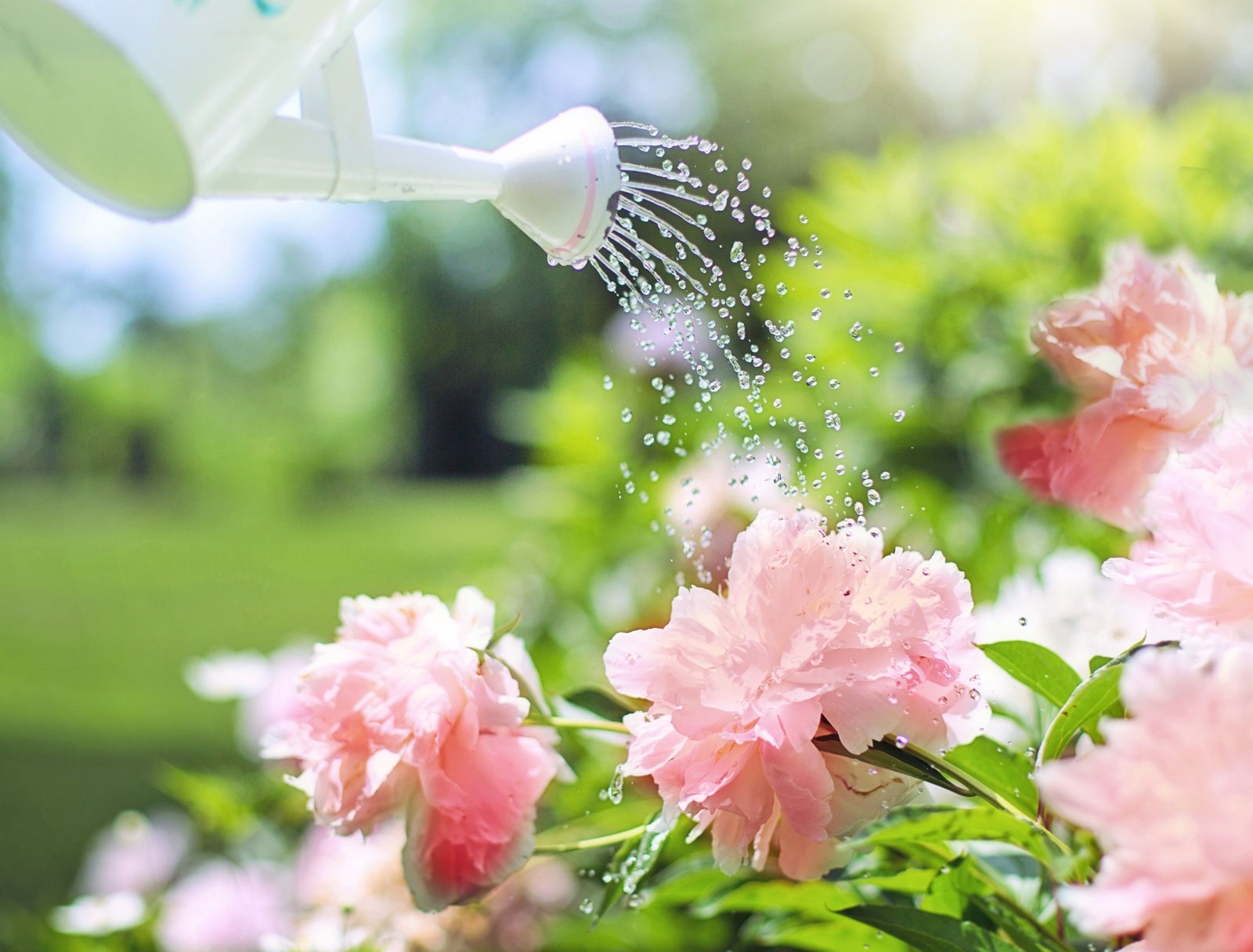 How Often Should You Water Your Peonies?