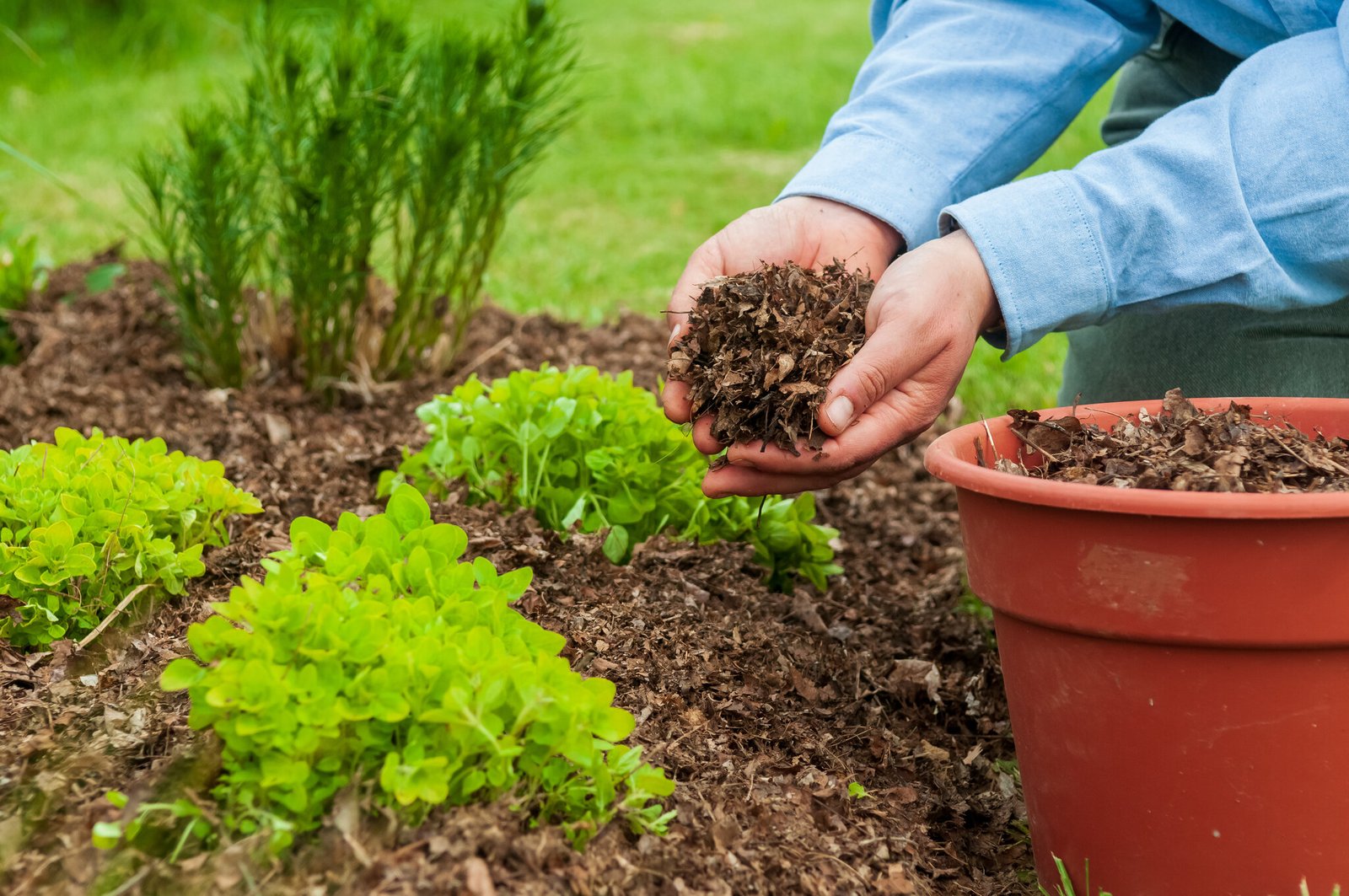 Why Your Garden Needs Mulch (Assuming You Do It Right) - The New York Times