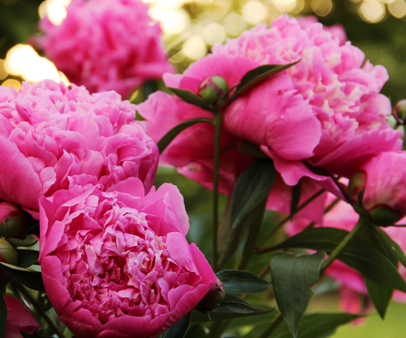 How to support peonies: 7 ways to stop them flopping over | Homes and  Gardens
